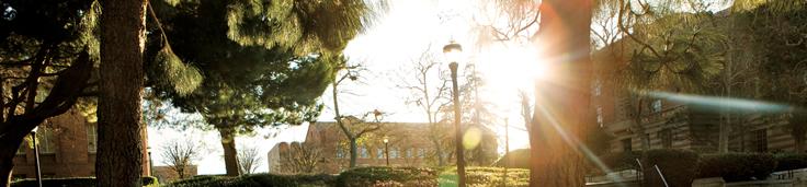 Sun shining over Bruin Walk